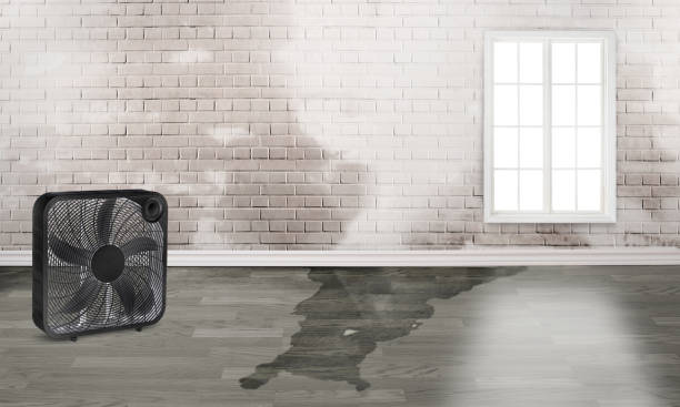 Best Fire Damage Restoration  in Lemon Grove, CA